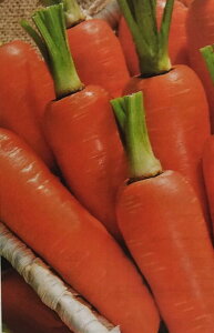 jWy@IWF@zybgq 1 i͔|p q ɂ񂶂 lQ V^JX YҌ ^LCj