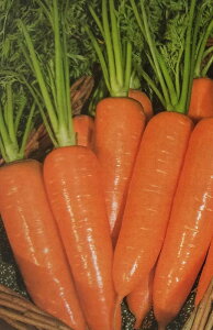 jWy@Ĕn@zybgq 1 i͔|p q ɂ񂶂 lQ YҌ ^LCj