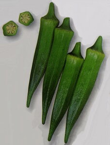 ※新種12月以降入荷予定オクラ種【 アーリーファイブ 】1000粒 (栽培用 種子 おくら ネリ 陸蓮根 生産者向け タキイ)