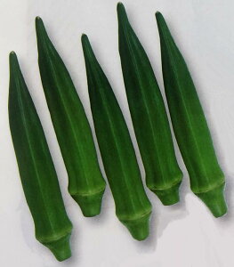 ※新種12月以降入荷予定オクラ種【 グリーンソード 】1000粒 (栽培用 種子 おくら ネリ 陸蓮根 生産者向け タキイ)