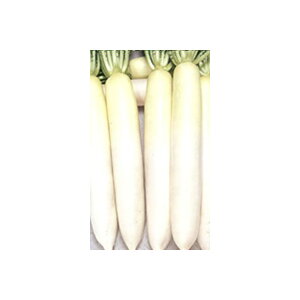 _CRy@F1i@z2dL i͔|p q  卪 g[zNj