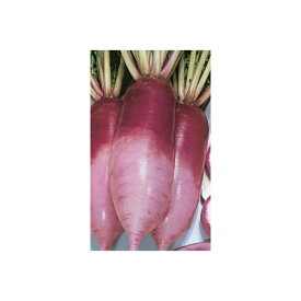 楽天市場 紅しぐれ 大根 種の通販