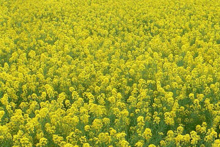 楽天市場 菜種 種子 1kg 約1 5リットル 緑肥 景観用に 菜の花 なのはな ナタネ なたね アブラナ みつのぶ