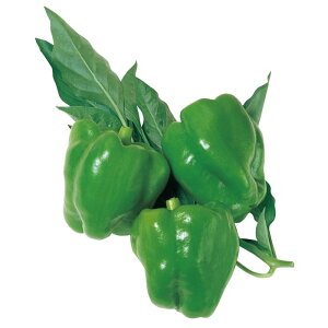 V12{׌㔭s[}y@ʓ񍆁@zTJ^̃^l