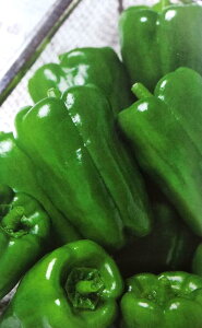 V12ȍ~ח\s[}y@Ђ@z^LCc