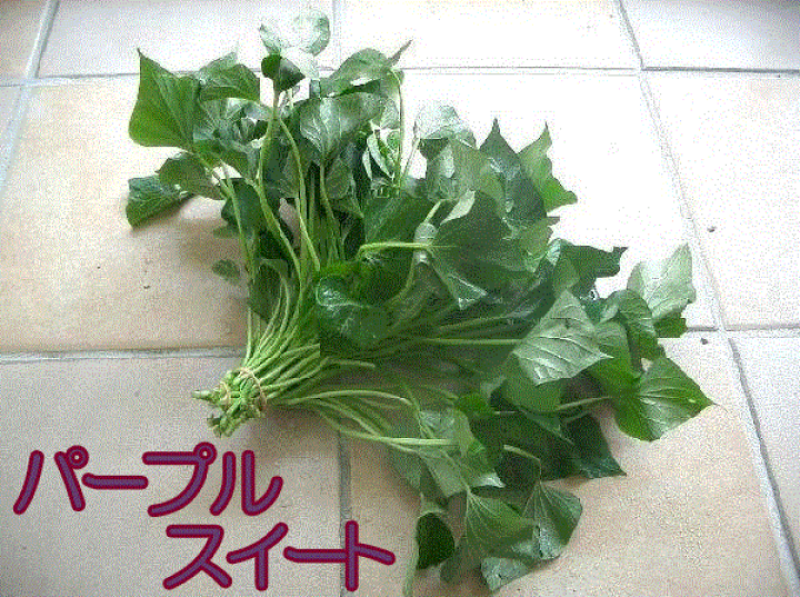 枚数限定 パープルスイートロード紫芋苗1000本 | lovikta.com