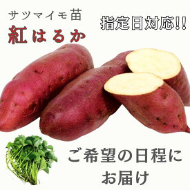 【お届け日指定OK】【予約販売】【2026年発送】サツマイモ苗 紅はるか（切り苗）しっとり甘い人気の定番品種。家庭菜園で育てやすい。さつまいも苗 べにはるか 焼き芋 スイートポテト 登録品種 野菜苗 園芸 農業 初心者 春植え