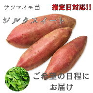 【お届け日指定OK】【予約販売】【2026年発送】サツマイモ苗 シルクスイート（切り苗）絹のような滑らか…