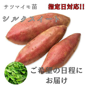 ※指定日対応　ご希望の日程にお届け　※2月早期予約特典ポイント2倍【予約販売】サツマイモ苗 【　シルクスイート　】 (切り苗)