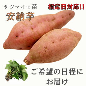 ※指定日対応　ご希望の日程にお届け　※2月早期予約特典ポイント2倍【予約販売】サツマイモ苗 【　安納芋　】 紅皮 (切り苗)