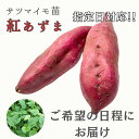 【お届け日指定OK】【予約販売】【2026年発送】サツマイモ苗 紅あずま（切り苗）昔ながらのホクホクした食感と程よい…