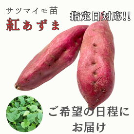 ※指定日対応　ご希望の日程にお届け　※2月早期予約特典ポイント2倍【予約販売】サツマイモ苗 【　紅あずま　】 (切り苗)