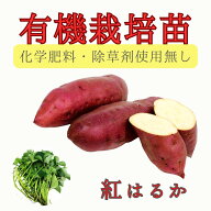 【お届け日指定OK】【予約販売】【2026年発送】※有機栽培※サツマイモ苗 紅はるか（切り苗）しっとり甘…