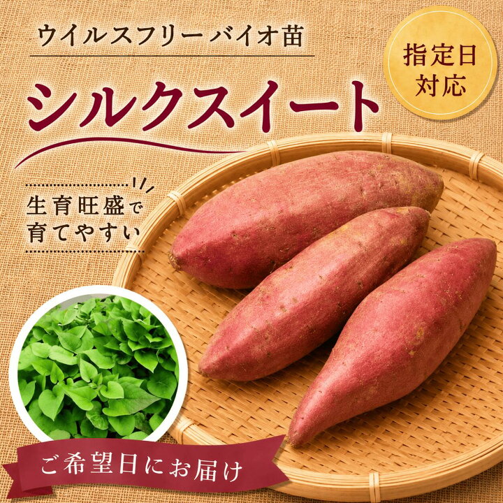 楽天市場】※10本から購入可能 サツマイモ苗 【シルクスイート ウイルス 