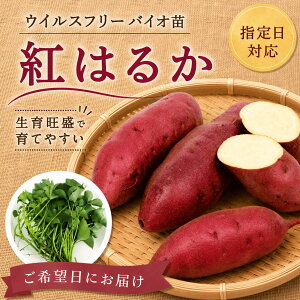 苗 紅はるか」の人気商品一覧・価格比較 - 価格.com