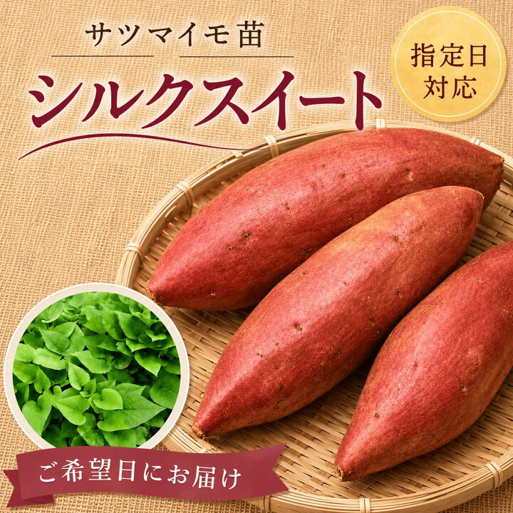 楽天市場】【お届け日指定OK】【予約販売】【2026年発送】サツマイモ苗 