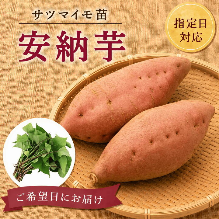 楽天市場】※最終受付 令和8年7月8日まで※ サツマイモ苗 安納芋 紅皮 