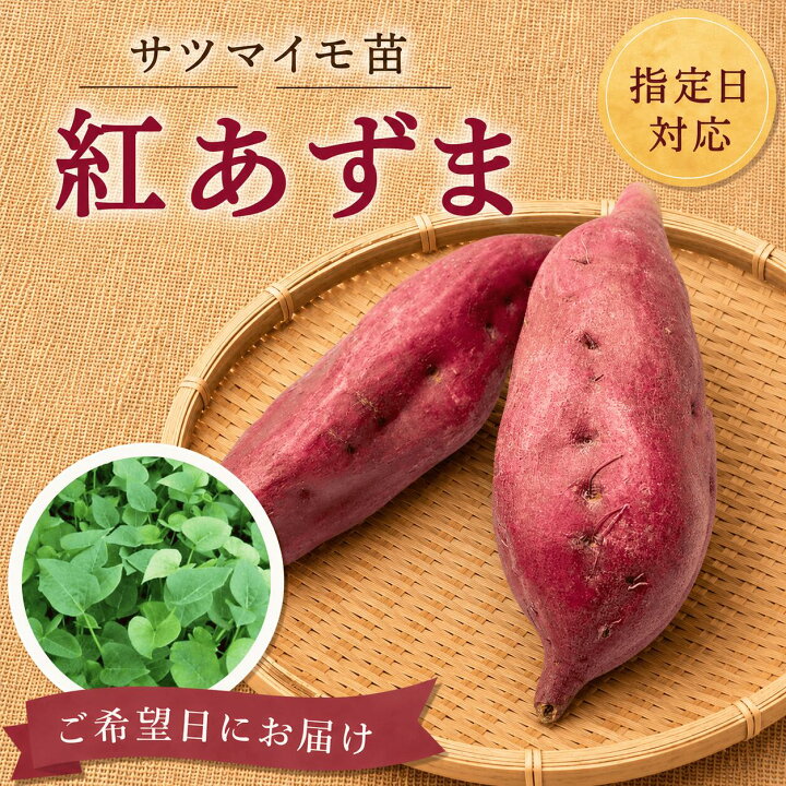 楽天市場】【お届け日指定OK】【予約販売】【2026年発送】サツマイモ苗 