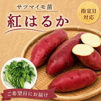 楽天市場】紅はるか 苗 500の通販