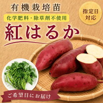 楽天市場】紅 はるか 苗 ウイルス フリーの通販