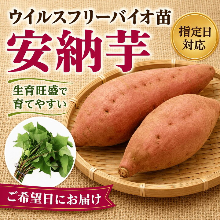 楽天市場】※10本から購入可能 サツマイモ苗 【安納芋 ウイルスフリー苗 