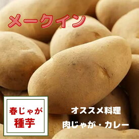 じゃがいも 種芋 【　メークイン　】 種芋 馬鈴薯 栽培用 煮崩れしない! カレー 肉じゃが に最適 メイクイーン 滑らか 食感