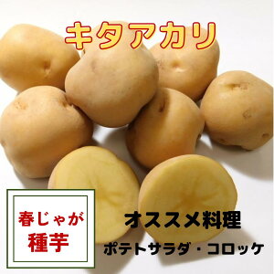 �y���ʌ���I�z�y���������I�z���Ⴊ���� ��� �L�^�A�J�� �T�C�Y���� �W���K�C�� ��� �n�鏒 �͔|�p �u�I���Ⴊ�v�̊Â�! �z�N�z�N �H�� �ƒ�؉� ����������