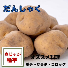 ※最終在庫※　じゃがいも 種芋 【　男爵　】 種芋 馬鈴薯 栽培用 定番のホクホク感! コロッケ ポテトサラダ に最適 だんしゃく 育てやすい