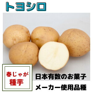 ���Ⴊ���� ��� �g���V�� ��� �t�A�� �n�鏒 �T�C�Y�����W���K�C�� ��� �͔|�p �|�e�g�`�b�v�X ��� �g���� �T�N�T�N �L�� �ł��ɂ���