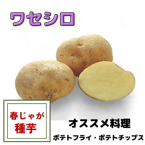 ���Ⴊ���� ��� ���Z�V��(����) ��� �n�鏒 �t�A�� �T�C�Y���� �W���K�C�� ��� �͔|�p ���� ���� �z�N�z�N �R���b�P �T���_ ��������