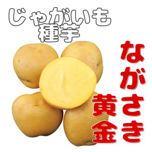 ŏI݌Ɂ@9WKCy@Ȃ@zTCY