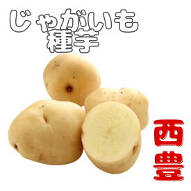 じゃがいも 種芋 【　西豊(ニシユタカ)　】 春植え 秋植え 兼用 馬鈴薯 栽培用 煮崩れに強い! おでん カレー に最適