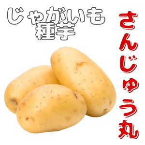 2cƓȓŏI݌Ɂ@WKCy@񂶂イہiC30jz TCY