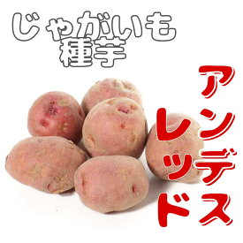 じゃがいも 種芋 【　アンデス赤(アンデスレッド) 　】 馬鈴薯 栽培用 甘い! ホクホク 赤皮 黄肉 サラダ コロッケ