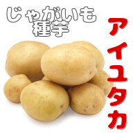 ジャガイモ種芋【　西海29号（アイユタカ）】サイズ混合