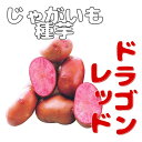 ※7月下旬～8月上旬発送【7月31日までポイント2倍】ジャガイモ種芋【　ドラゴンレッド　】2Sサイズ〜混合