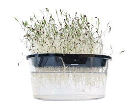 有機種子【　ディル　】小袋 （栽培用 種子 スプラウト）