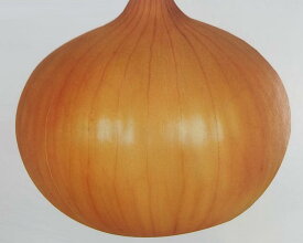 ※8月下旬発送予定※タマネギ種【　浜笑　】コート種子 5000粒 （栽培用 種子 超極早生 たまねぎ 玉ねぎ 玉ネギ 玉葱 生産者向け カネコ）