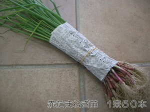 苗 タマネギ 玉ねぎ苗の人気商品 通販 価格比較 価格 Com 苗 タマネギ 玉ねぎ苗の人気商品 通販 価格比較 価格 Com
