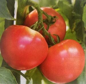 V11{ȍ~ח\g}gy@͕Ď@z^LCc