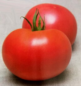 トマト種【　サターン　】タキイ種苗