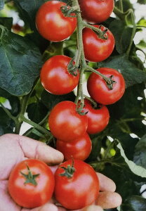 中玉トマト種【 ルイ60 】タキイ種苗