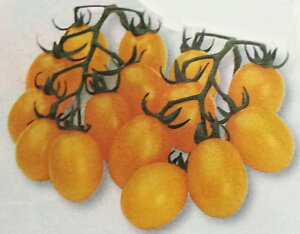 V12ȍ~ח\~jg}gy@CG[sR@z^LCc