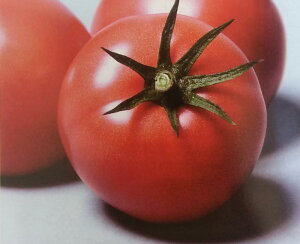 V12ȍ~ח\g}gy@팎@zTJ^̃^l