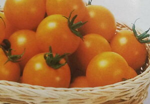 V12ȍ~ח\g}gy@VfB[IW@zTJ^̃^l