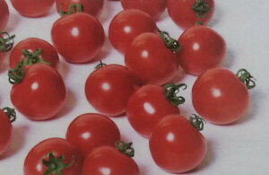 qPRIMAX 1000r~jg}gy@LX^[@zTJ^̃^l