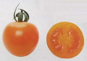 qPRO珬܁EPRIMAX 100r~jg}gy@AVA@zTJ^̃^l