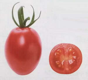 TJ^̃^lbSAKATA SEED CORPORATION  PRO CNXC[c Ai 920182