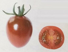 ※4月中旬以降発送予定〈PRO実咲小袋・PRIMAX 100粒〉ミニトマト種【　ジーナ　】サカタの種子