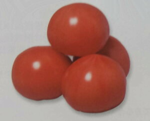 qPRIMAX 1000rg}gy@قс@zTJ^̃^l